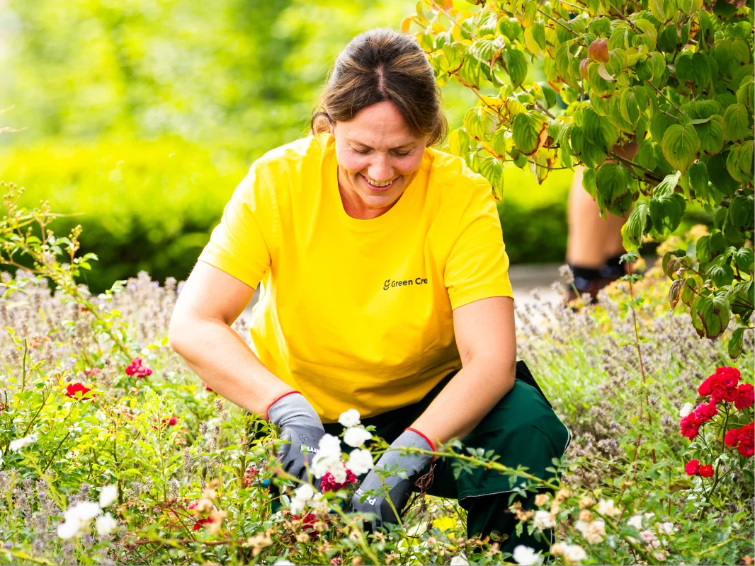 GreenCrew Mitarbeiterin beim Hecke schneiden 3 1 GreenCrew Mitarbeiterin beim Hecke schneiden 3 1