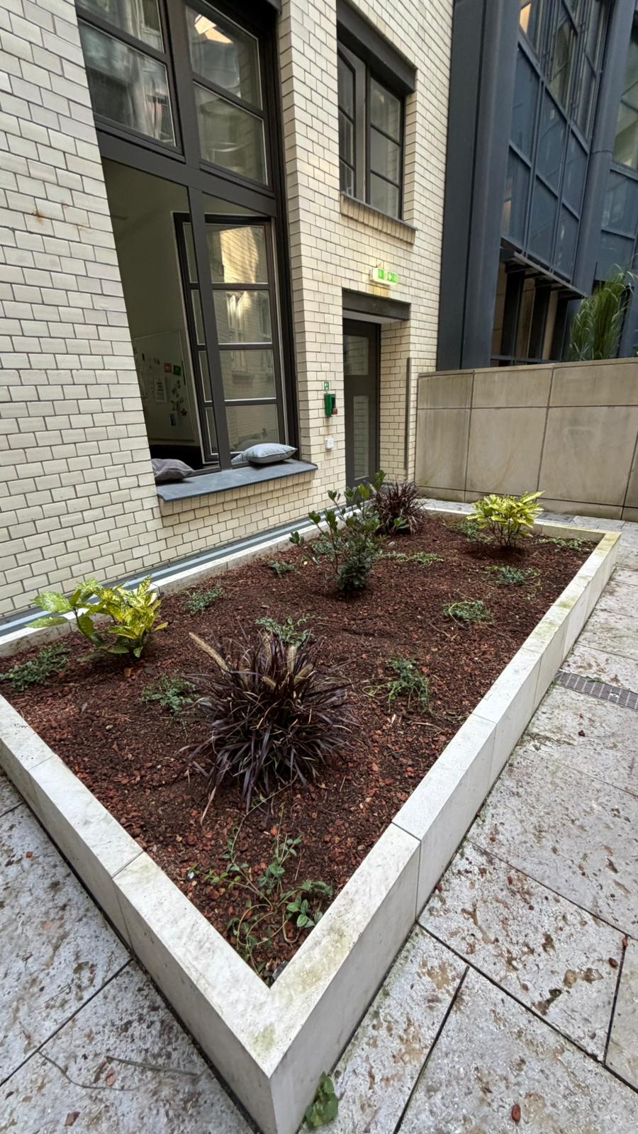 Dasselbe Beet nach der Pflege mit freigestellten Pflanzen und Mulch Dasselbe Beet nach der Pflege mit freigestellten Pflanzen und Mulch